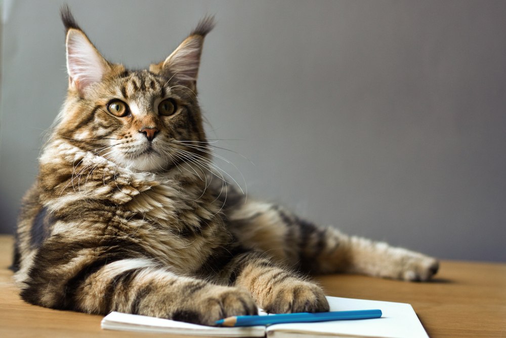ノートの上に手を置いている可愛い猫