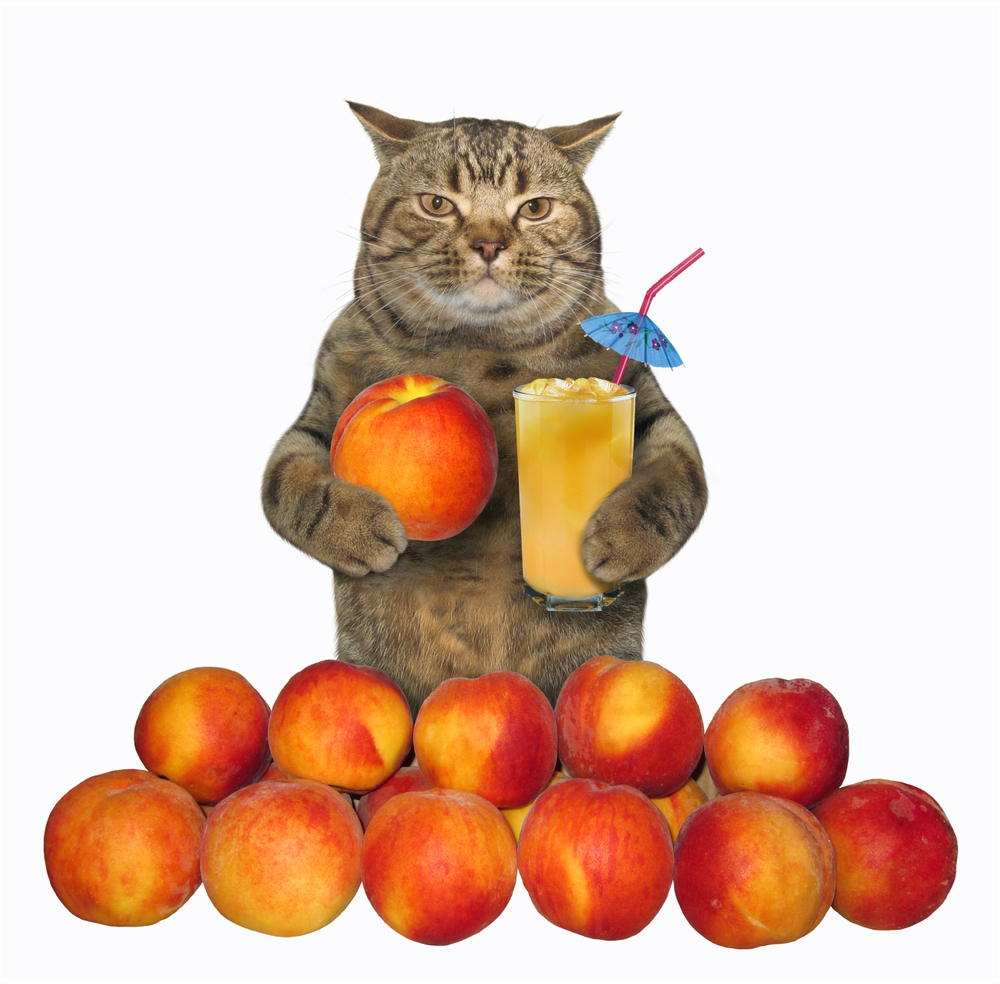 猫に桃をあげても良い？猫が桃を食べるメリットや与えるときの注意点を解説！