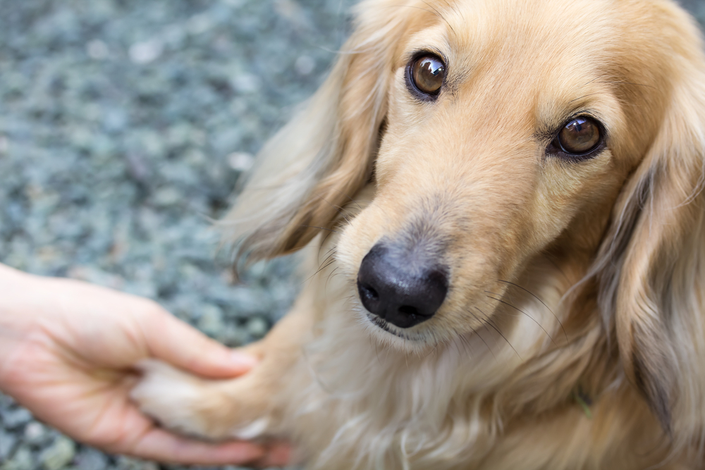 Friendship between human and dog - shaking hand and paw (blond miniature long hair dachshund)