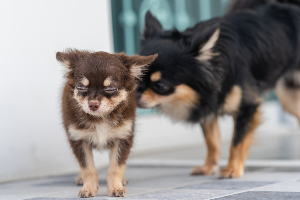 brown puppy chihuahua and black adult chihuahua is standing on the ground floor.