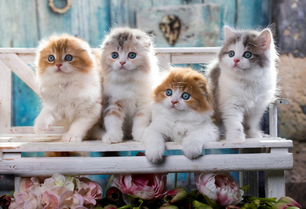 四匹のスコティッシュフォールドの子猫
