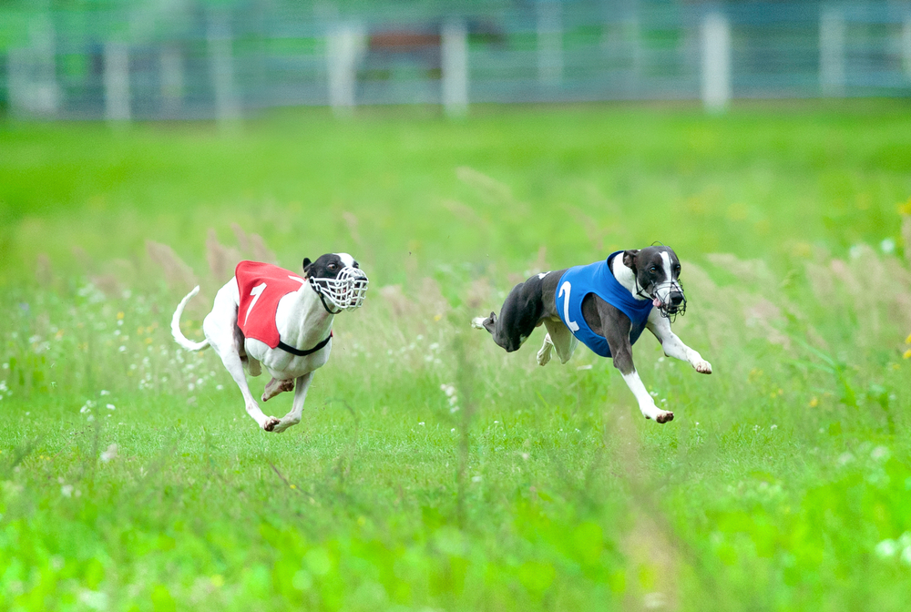 whippet dogs during the race in fast movement