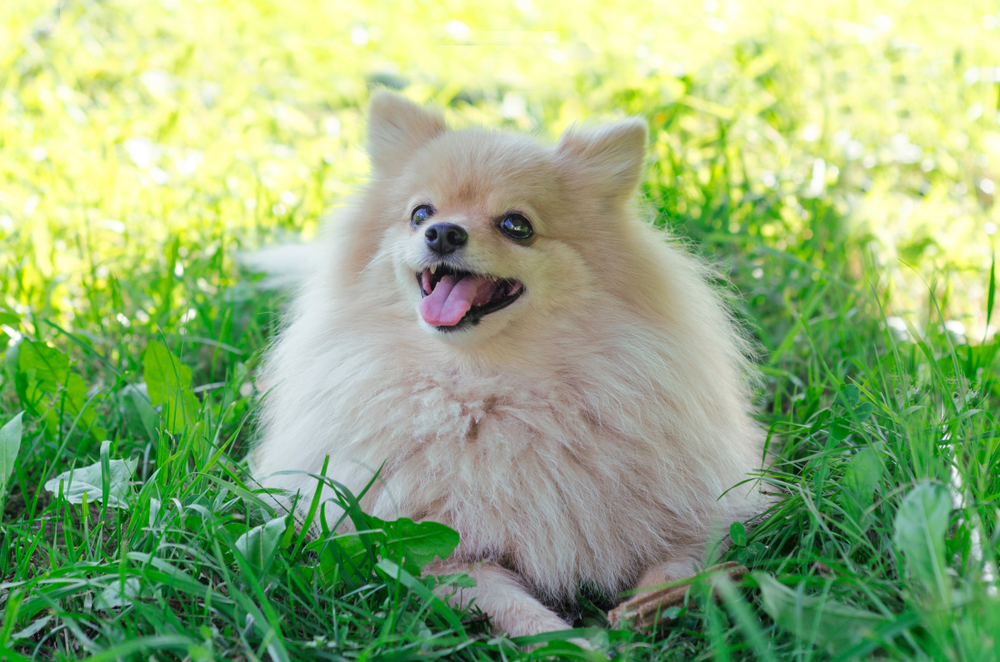 funny dog on the grass with a toy. let `s play! Dog German Pomeranian spitz guards its prey. stick for brushing teeth. daily oral care. hard to reach canine.