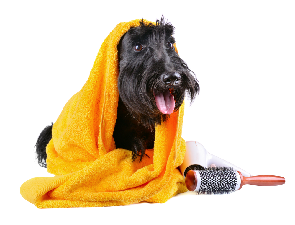 Scotch terrier in yellow towel sitting on a white background