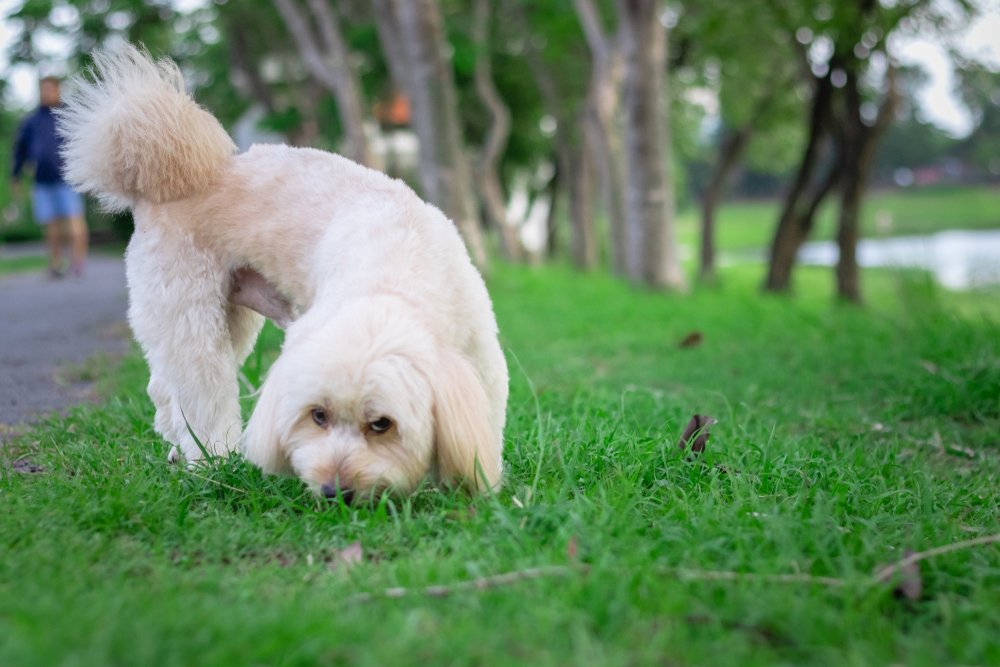 【獣医師監修】犬が雑草を食べたがるのには理由がある！食べてしまう対処法や注意点を解説【2023年版】