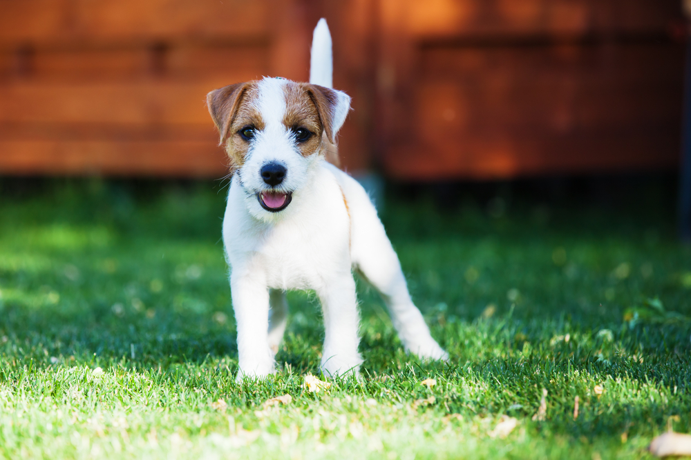 cute Parson Russell Terrier puppy in the garden