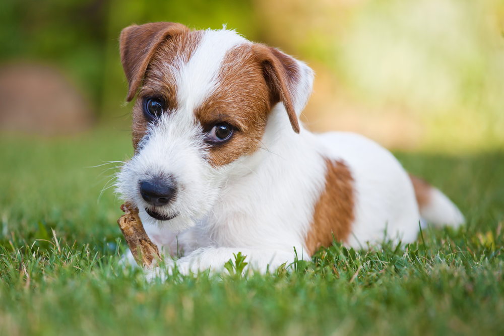 cute Parson Russell Terrier lies on the grass and nibbles at stick