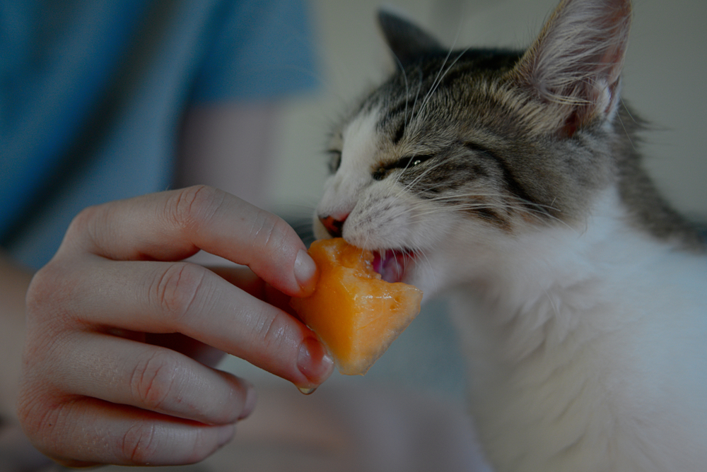 メロンを食べる猫