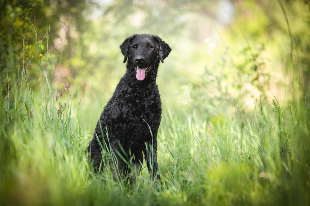 Curly-coated retriever dog in green