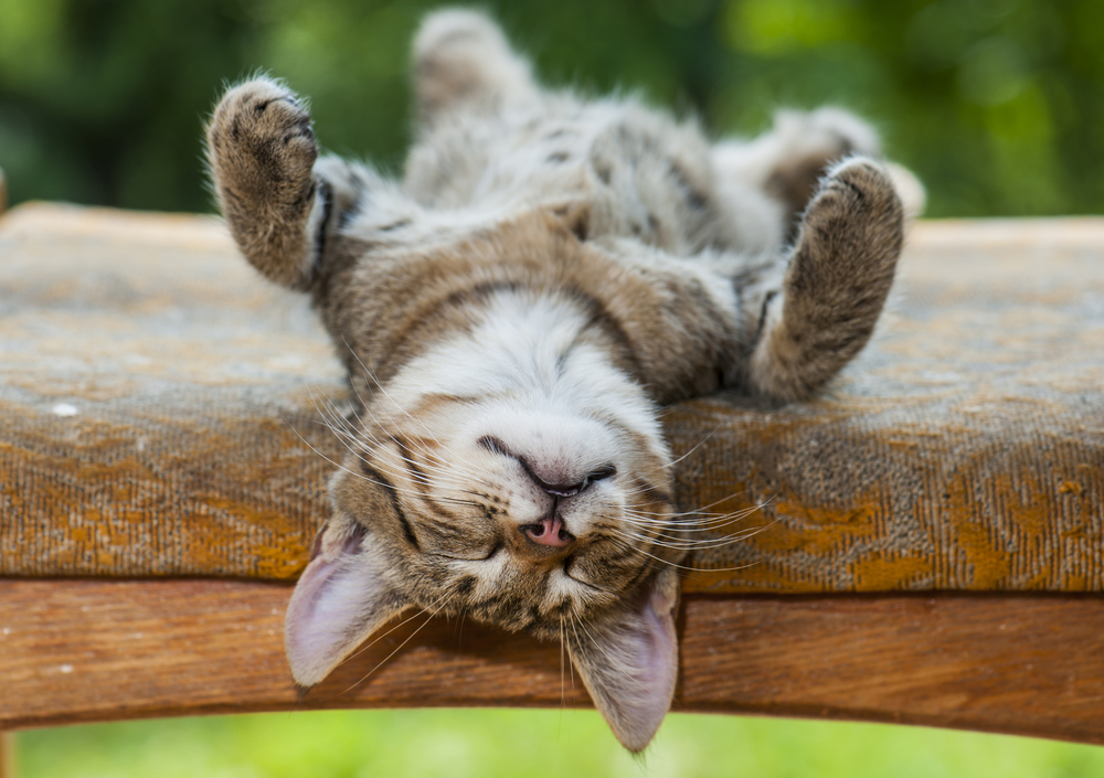 猫も夢を見るってほんとう？猫の睡眠の不思議について解明していきます！