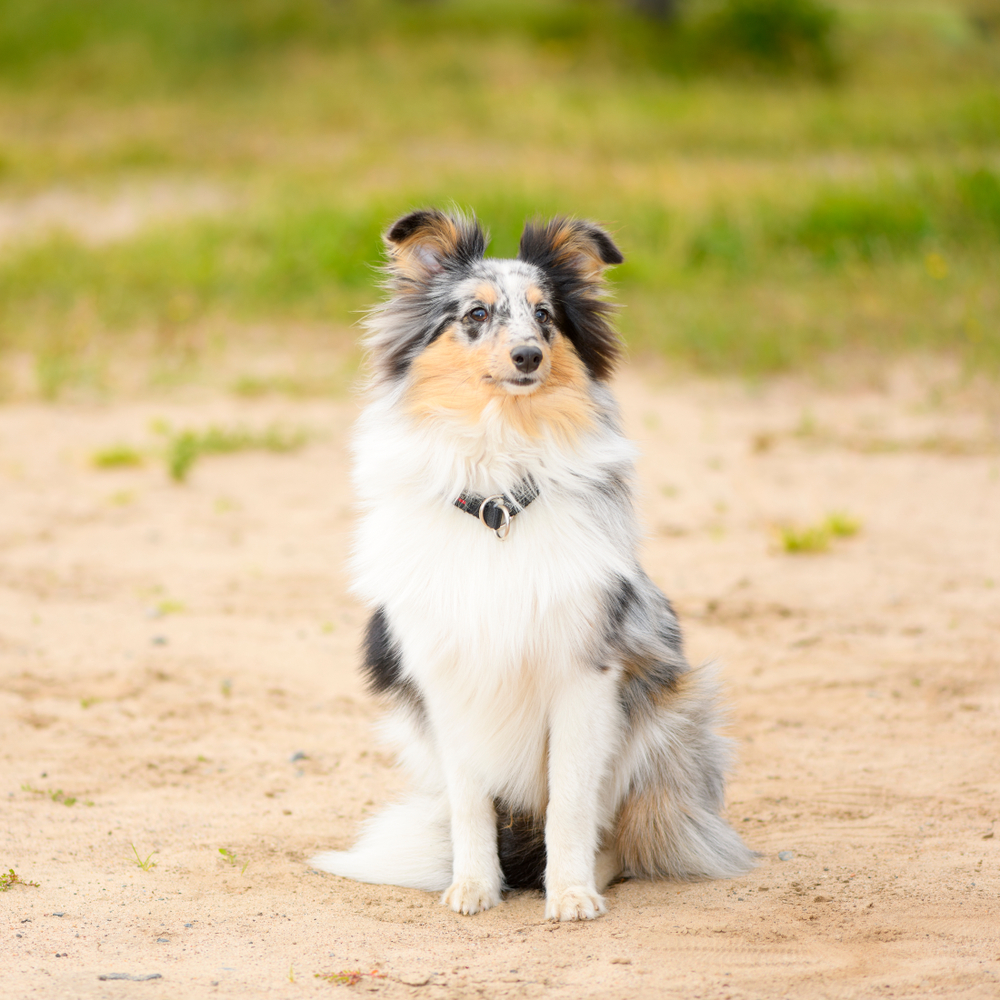 The young male dog of breed of Sheltie is sitting in a park.