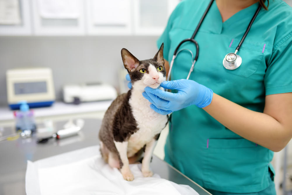 Tokyo Cat Specialistsってどんなところ？猫だけに特化した専門病院の魅力とは？