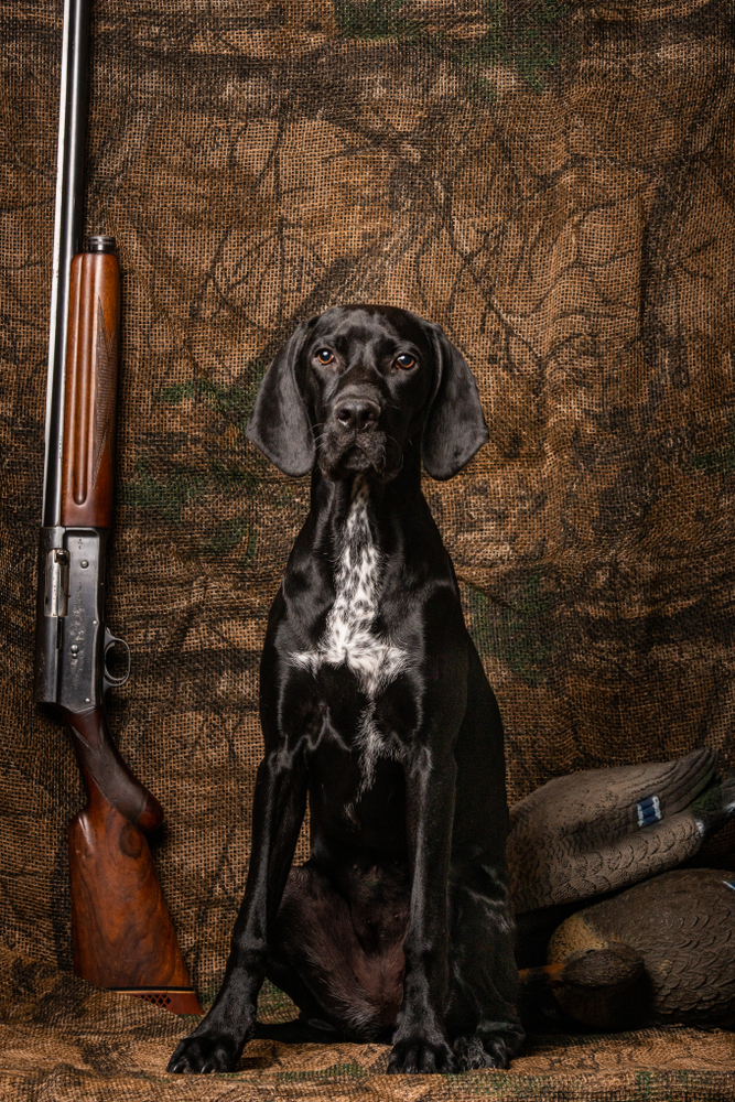 German shorthair sitting posed against a camo background with decoys and a antique shotgun stairing into the camera.