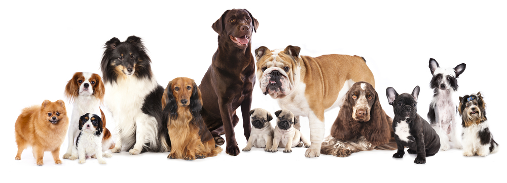 世界中の犬種の中で最も古い犬種は何？代表的な10の犬種を紹介！