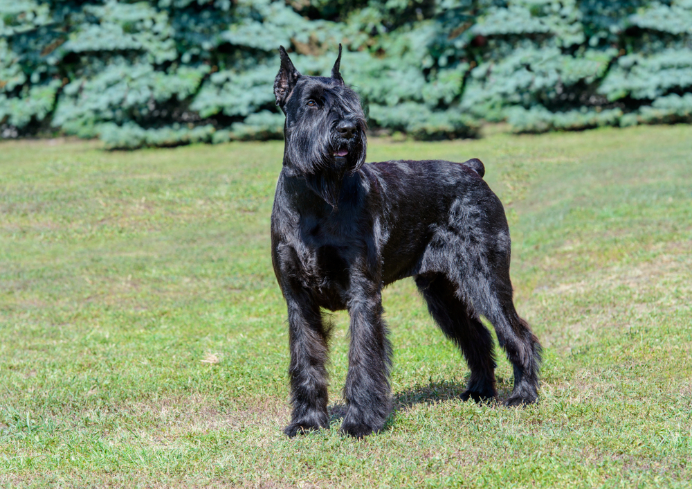 Giant Schnauzer looks aside. The Giant Schnauzer stands on the green grass in city park.