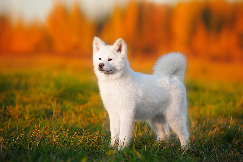 A beautiful white American Akita puppy stands on the grass posing for the camera.