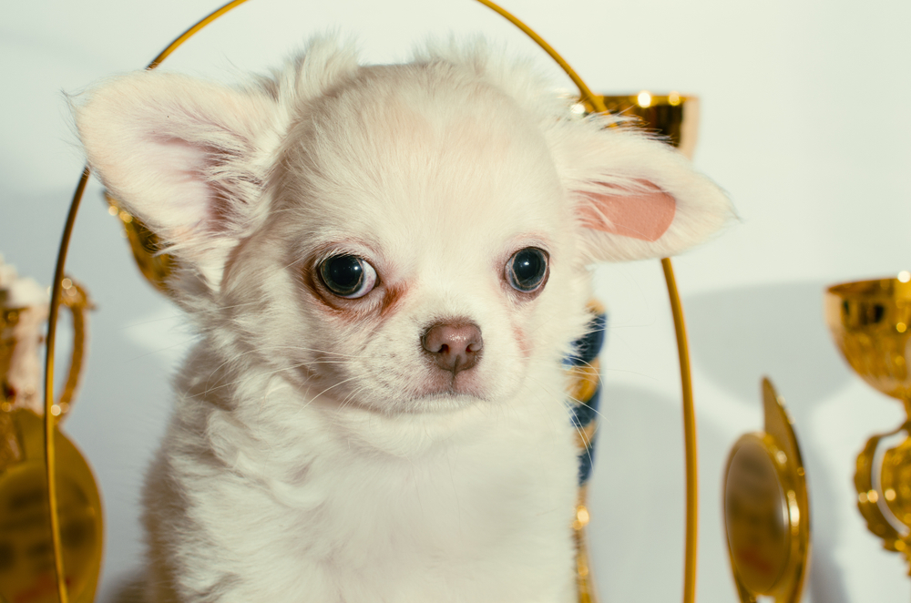 disgruntled cream chihuahua puppy among cups and awards