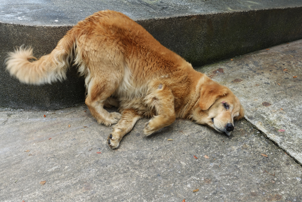 地面に寝転ぶ犬