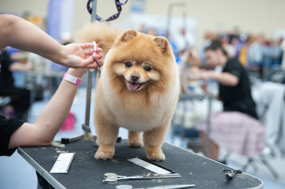 Pomeranian Spitz at the Dog Show, grooming on the table