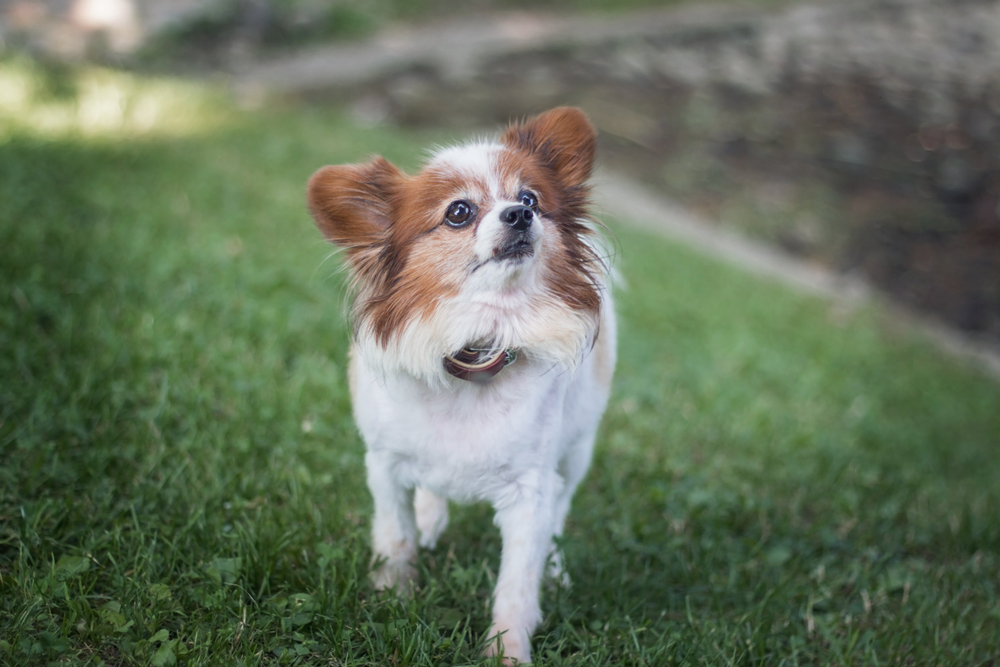 portrait of a dog breed named papillon also known as continental toy spaniel looking at its owner 