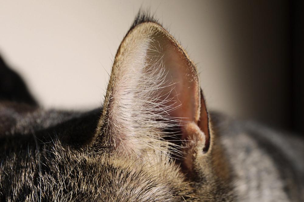 猫の耳毛