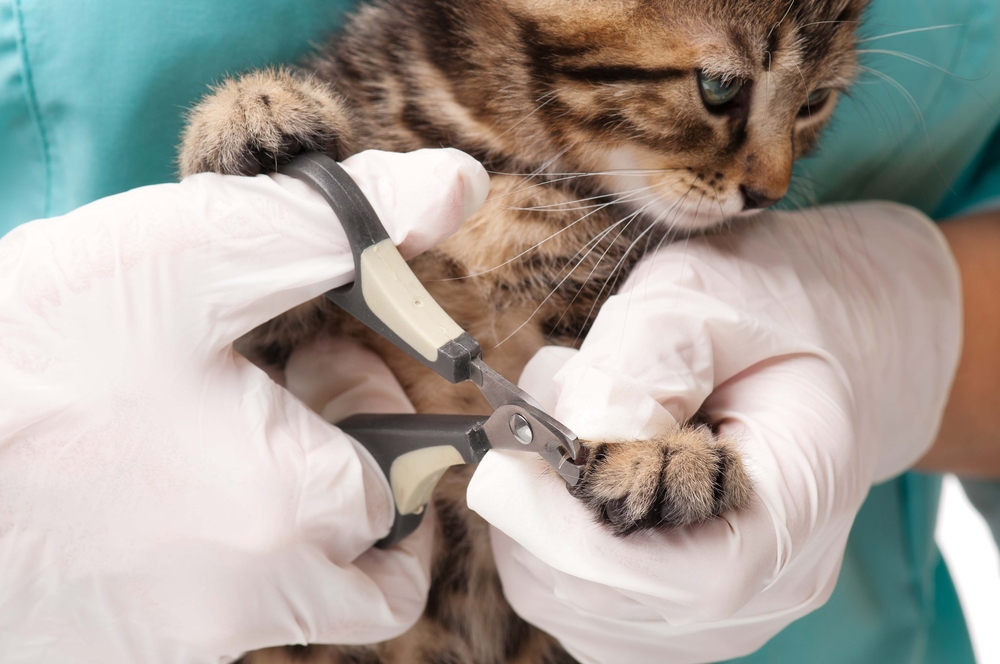 猫の爪を切る獣医師