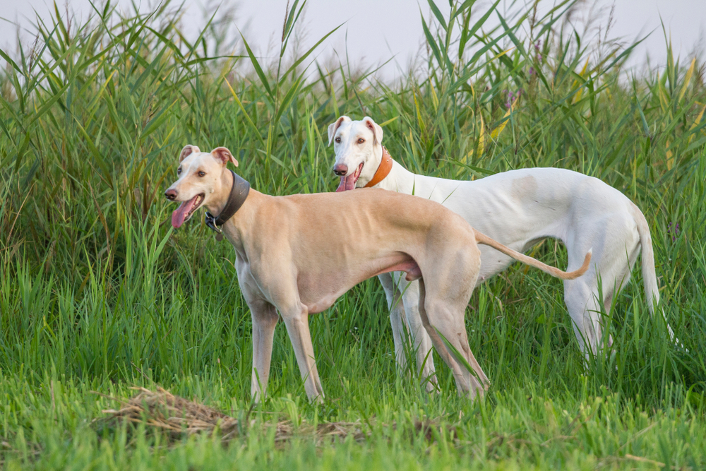 Two dogs greyhound sighthound white pose
