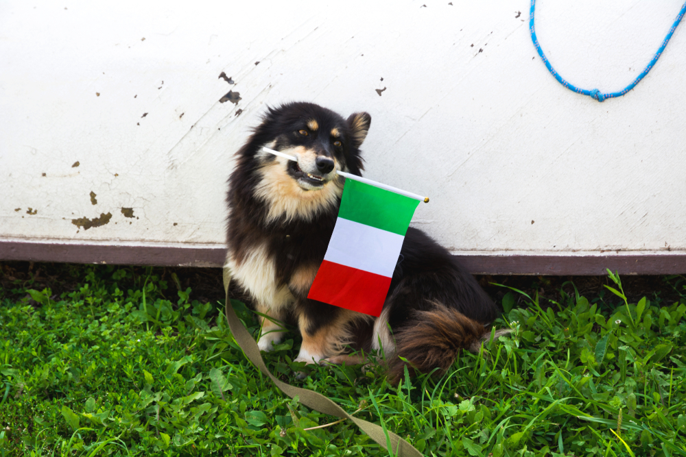 イタリアで人気の犬種とは？世界のペット事情を知ってみよう！