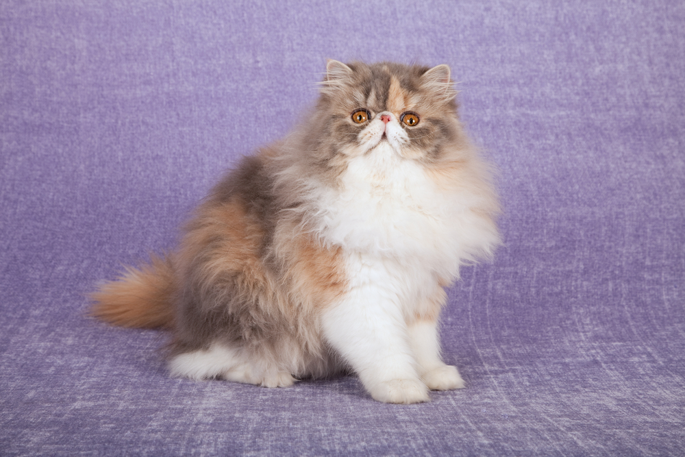 Dilute calico Persian cat sitting on lilac purple background