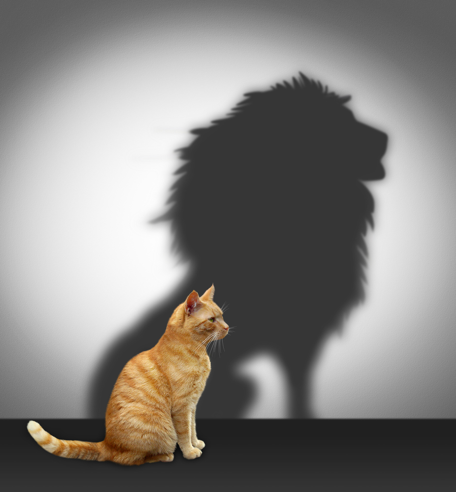 猫とライオンの影