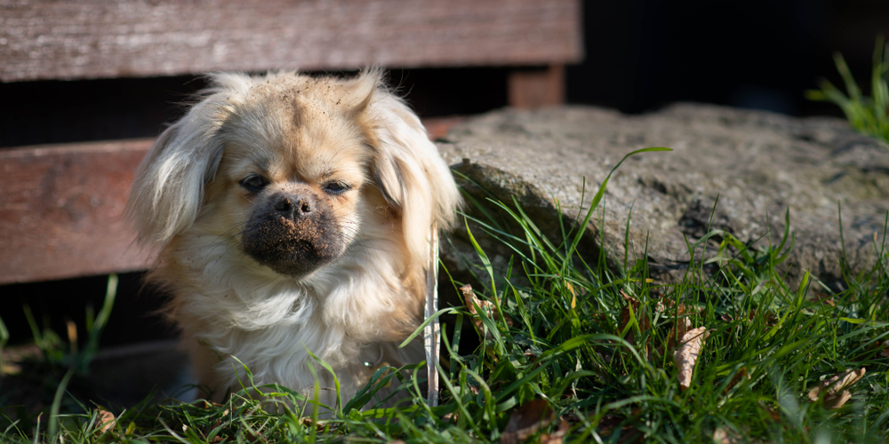 Dirty tibetan spaniel dog digging a hole in the ground to sit in, getting dirt all over her face
