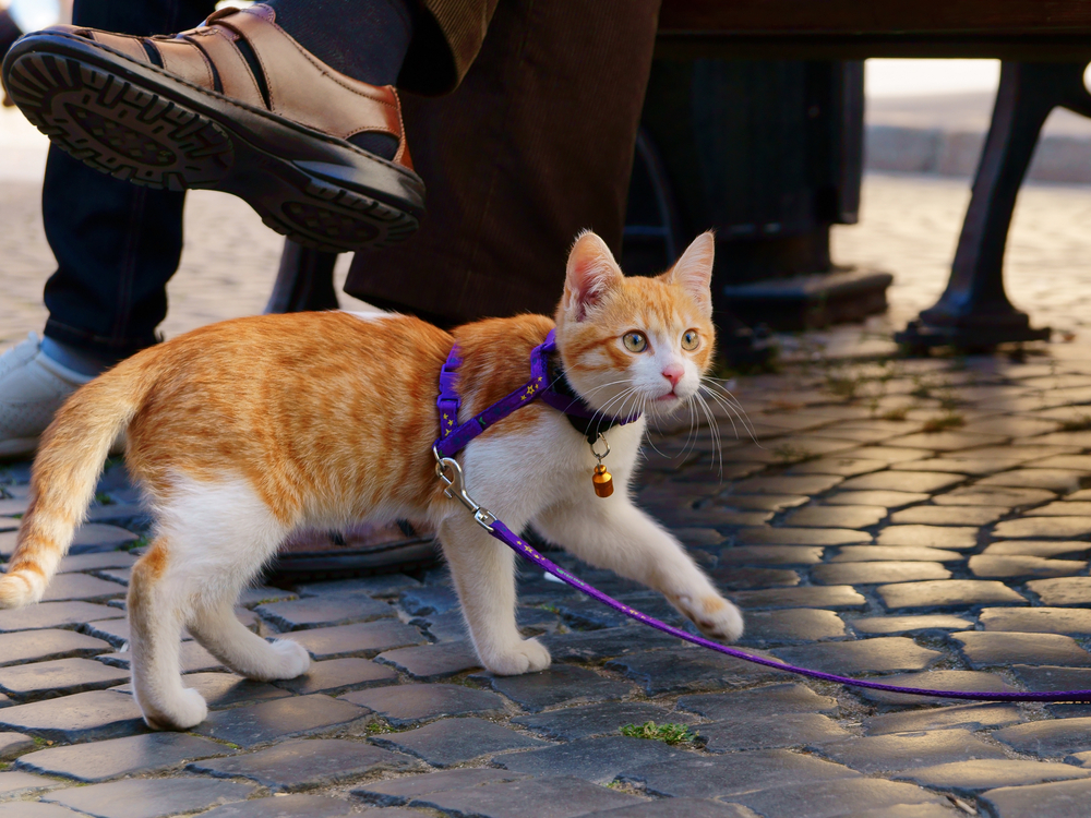 Cute red kitten on a leash walking on a street paving
