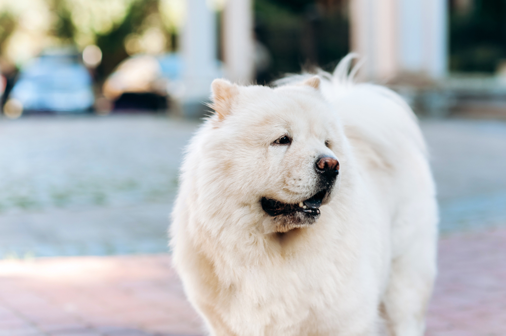White chow chow in the garden