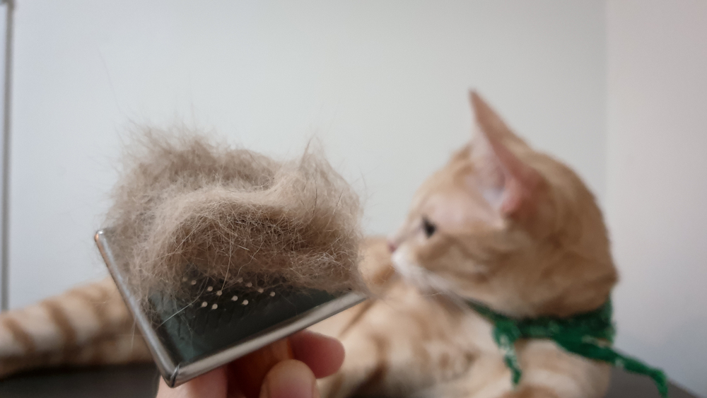 猫と毛