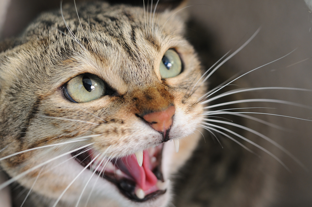 猫が怒るときってどんな時？猫が怒ったときに見せる仕草や対処法を詳しく解説！