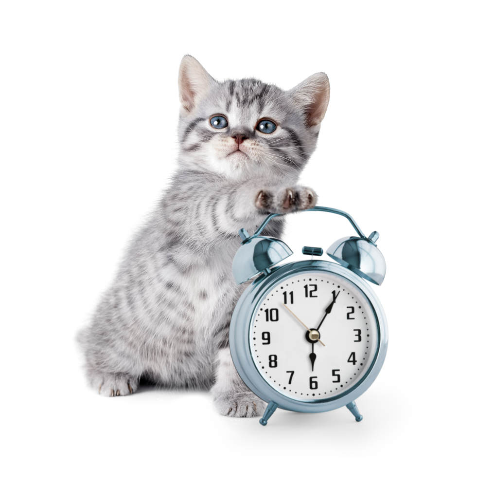 adorable kitten with alarm clock