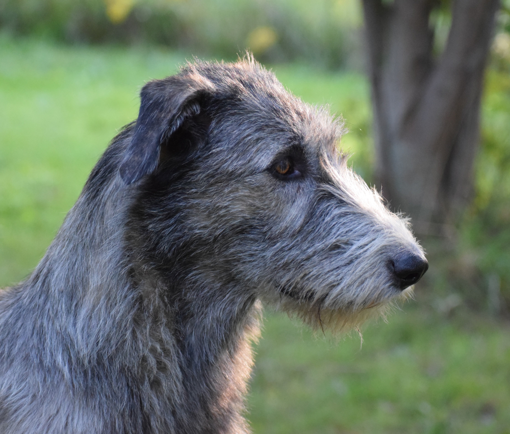 Female Irish Wolfhound gazing into the distance