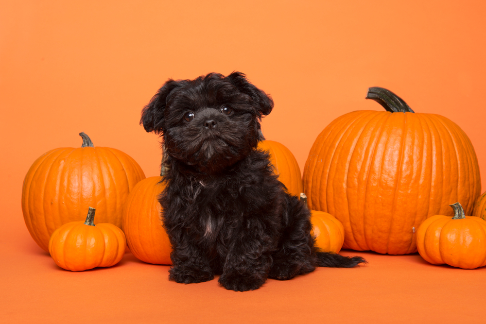 子犬と大小さまざまなかぼちゃ