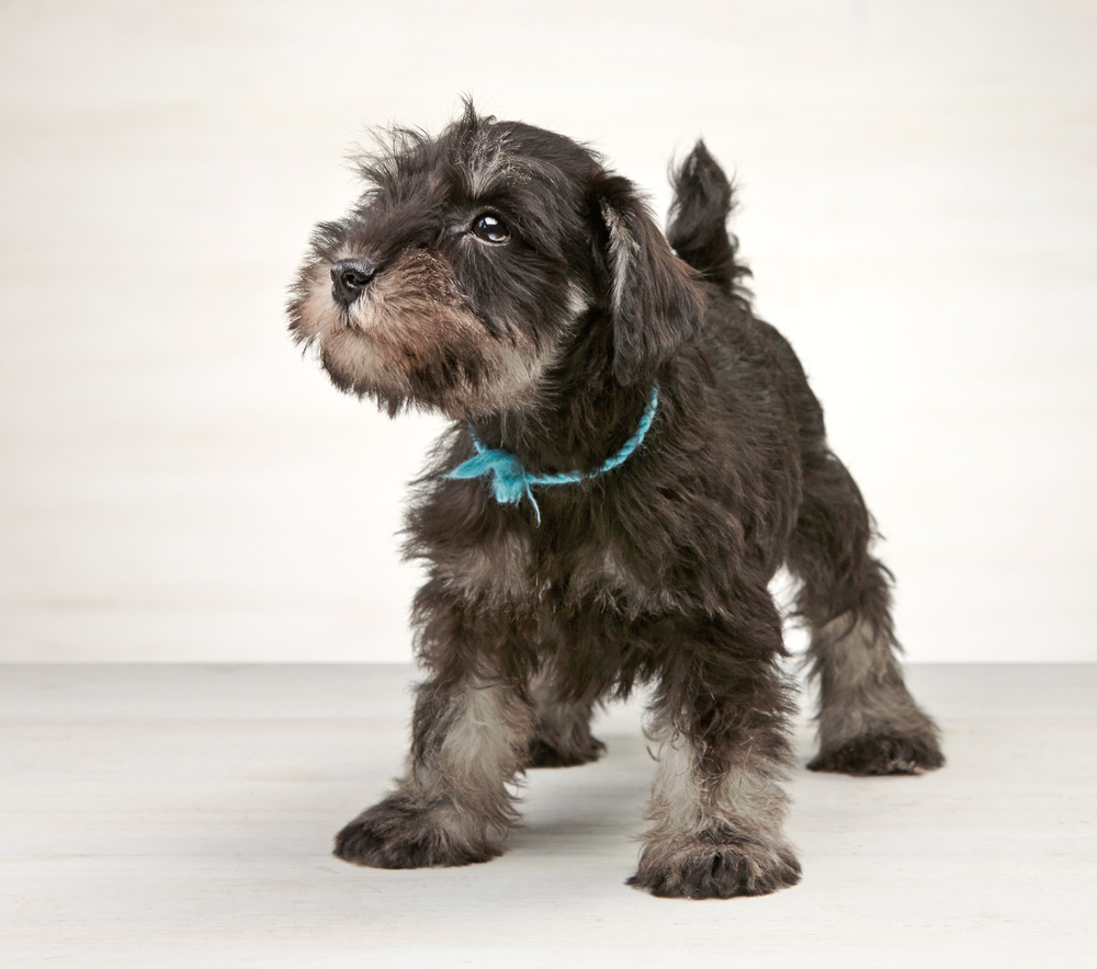 Miniature schnauzer puppy on white wooden background