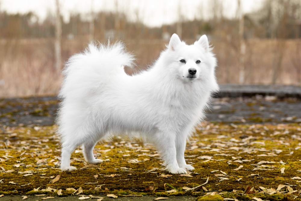 Standing portrait of purebred cute charming white japanese spitz female with golden yellow autumn leafs background. Smiling fur fluffy family pet spitz smiling outdoors on foggy autumn day 