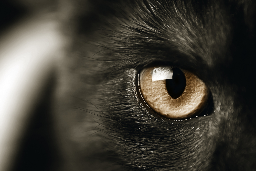 closeup of a cats eye, toned sepia