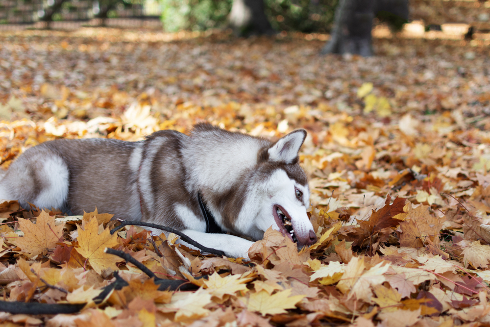 【2023年版】犬は落ち葉を食べてしまう原因とは？食べさせないための対策を解説！