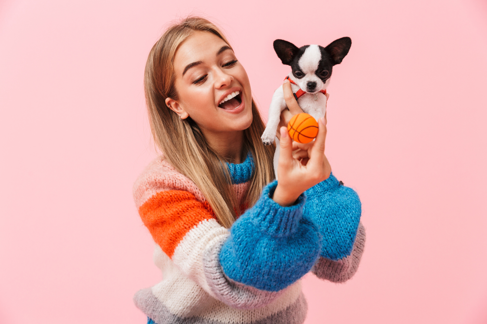 Happy lovely girl playing with her pet chihuahua isolated over pink background, holding a ball
