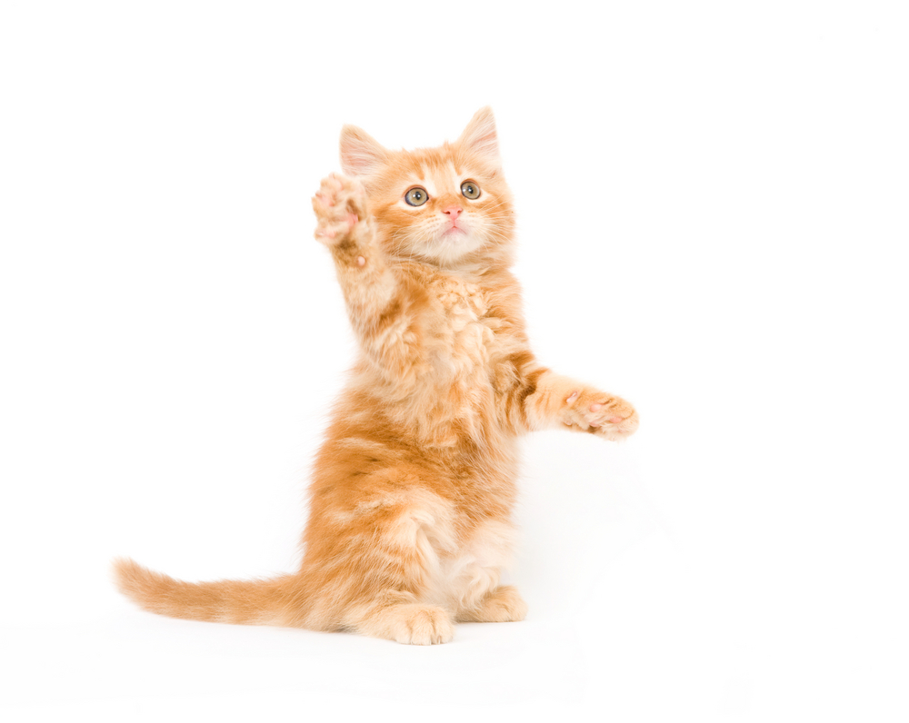猫といえば「猫パンチ」目的があるって知ってる？