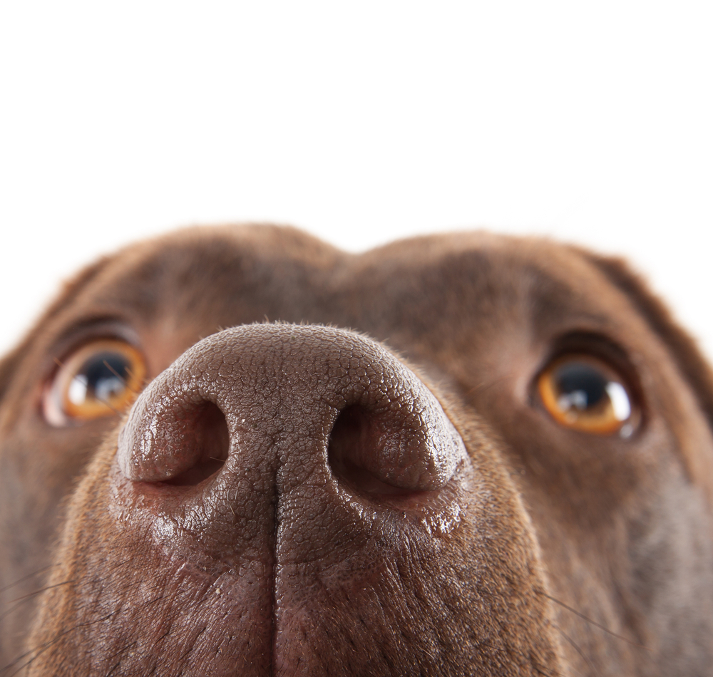 A brown labrador nose close-up against a white background