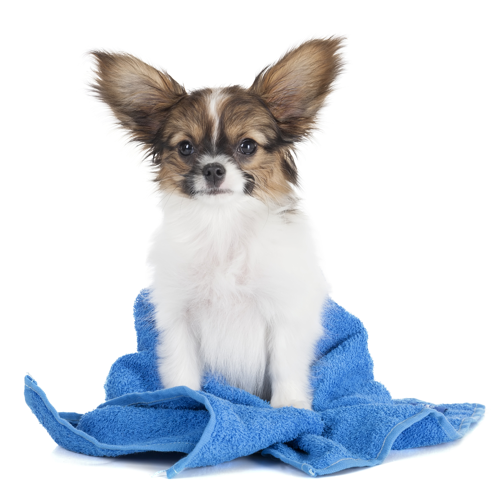 Papillon puppy in a towel on a white background in studio