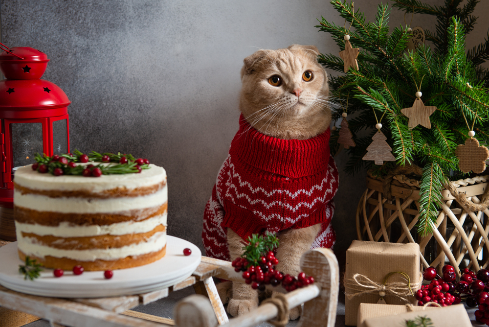 愛猫のためにクリスマスケーキを用意しよう！おすすめの手作りレシピをご紹介します！