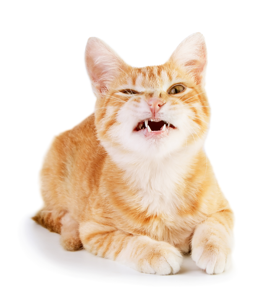 猫が「グゥ」と鳴き声を出す意味～猫の気持ちを知りたい人必見！