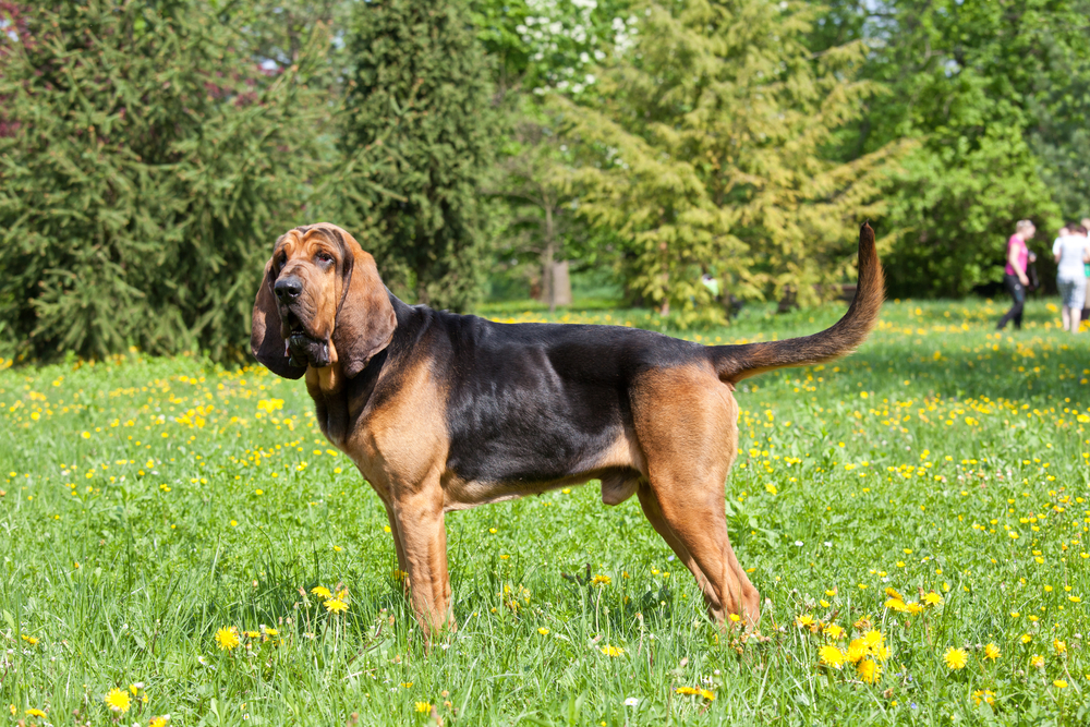 Portrait of nice bloodhound