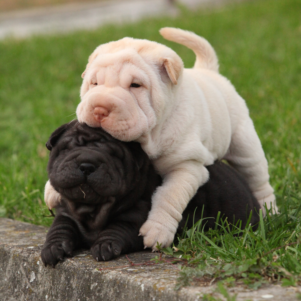 Two sharpei puppies lying together in the garden